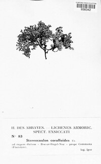 Stereocaulon dactylophyllum image